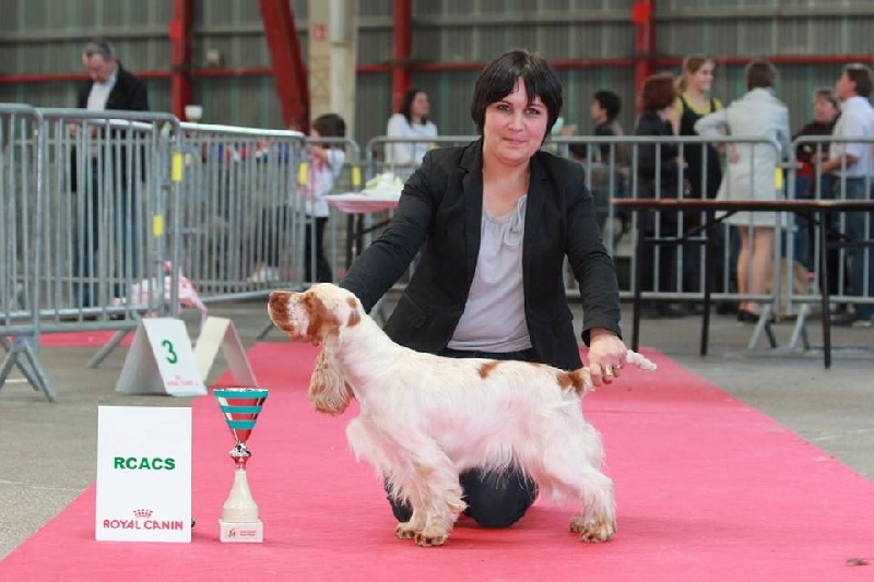 TR. CH. Clicaper's Gimme gimme - 1er Exc / RCAC