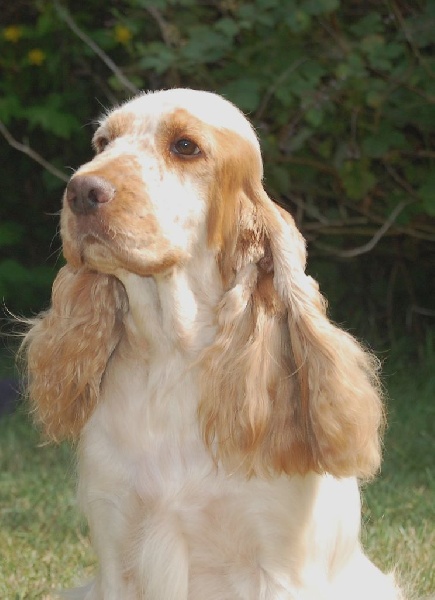 TR. CH. Clicaper's Gimme gimme - 1er Exc