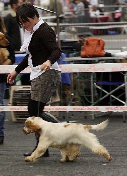 TR. CH. Clicaper's Gimme gimme - Très Prometteur