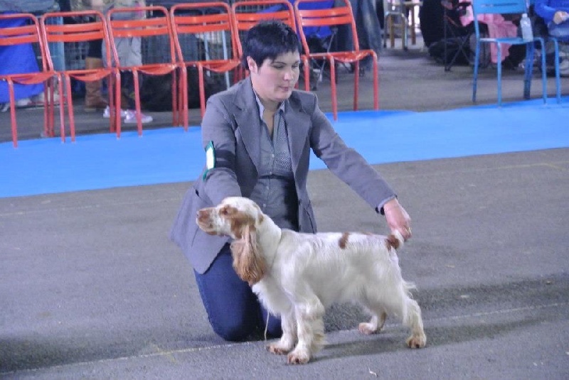 TR. CH. Clicaper's Gimme gimme - 2ème Excellent