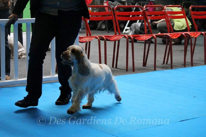 TR. CH. Clicaper's Gimme gimme - 1er Très Bon