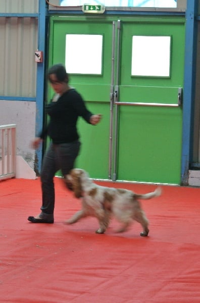 Clicaper's Gentleman - Assez Prometteur Classe Puppy