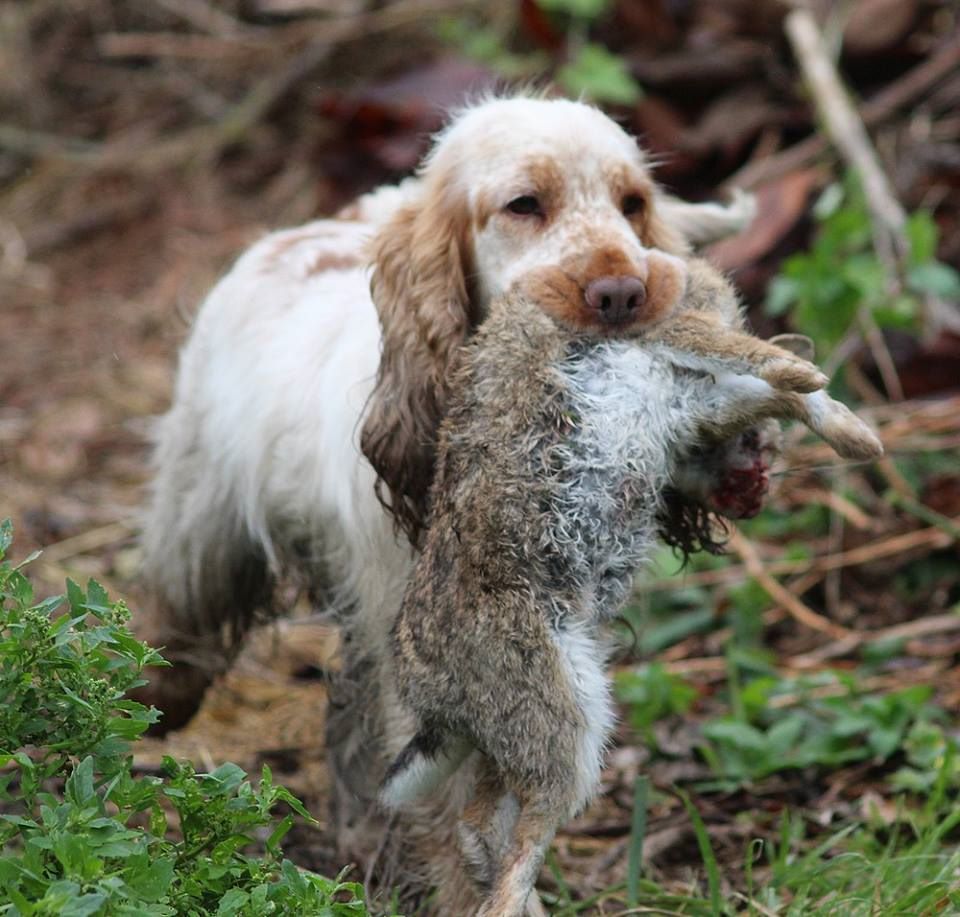 TR. CH. Clicaper's Gimme gimme - 1er Exc / CACT