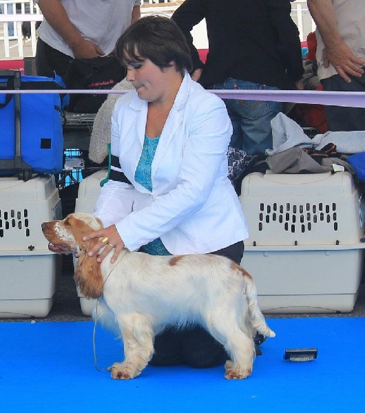 TR. CH. Clicaper's Gimme gimme - 1er Exc Classe Jeune