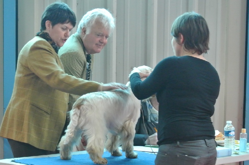 TR. CH. Clicaper's Gimme gimme - Très Prometteur Classe Puppy