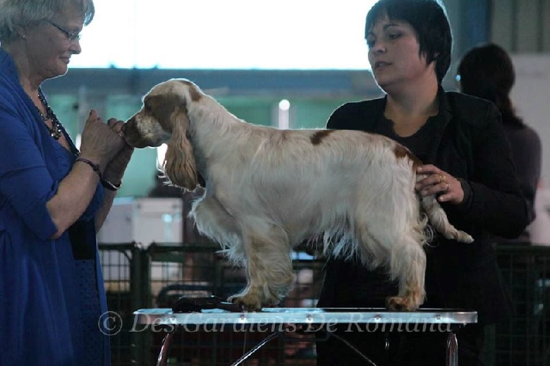 TR. CH. Clicaper's Gimme gimme - 1er Exc