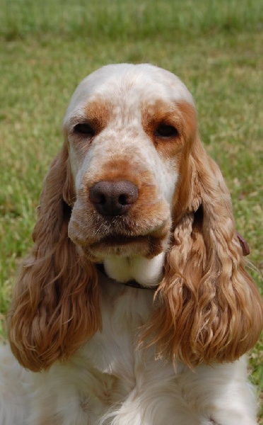 TR. CH. Clicaper's Gimme gimme - 1er Exc / CACS