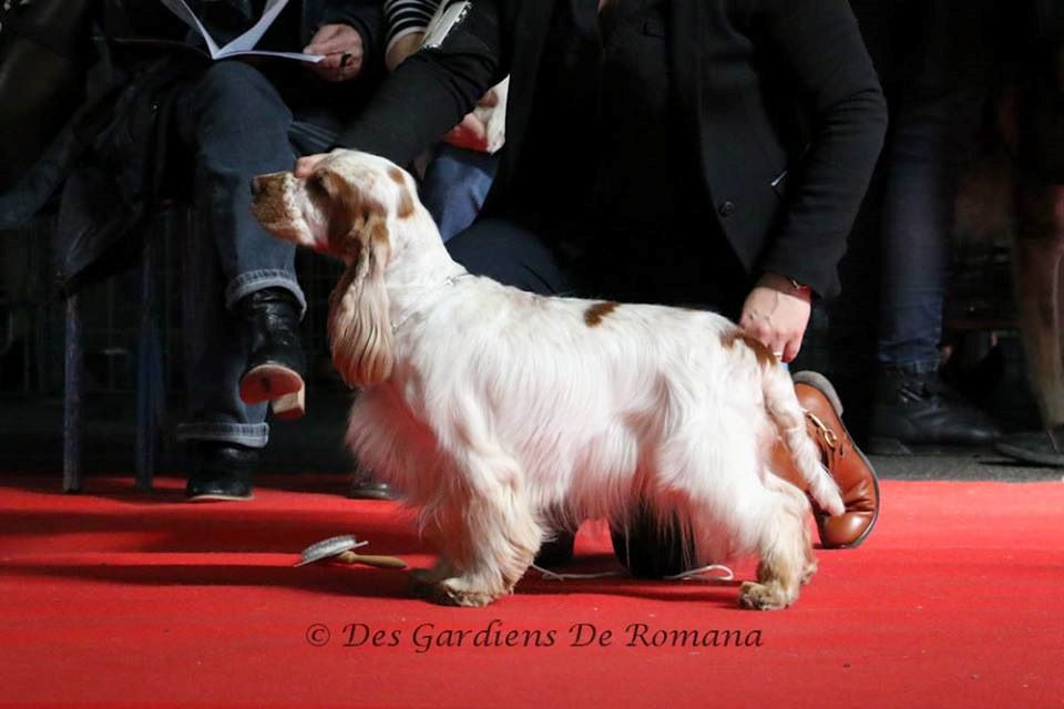 TR. CH. Clicaper's Gimme gimme - 1er Exc / RCACIB (classe Champion)