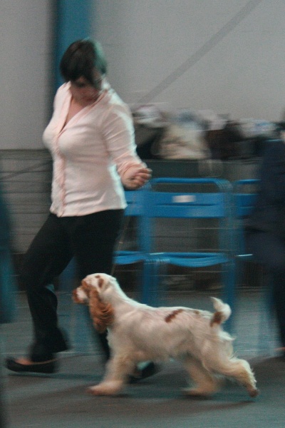 TR. CH. Clicaper's Gimme gimme - Très Prometteur Classe Puppy