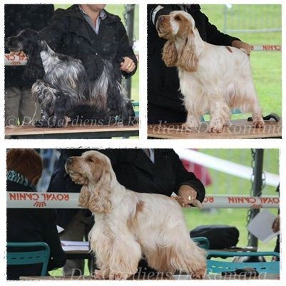 TR. CH. Clicaper's Gimme gimme - 1er Exc / CACS