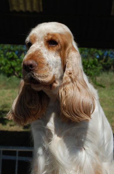 TR. CH. Clicaper's Gimme gimme - 1er Exc / CACS / BOS