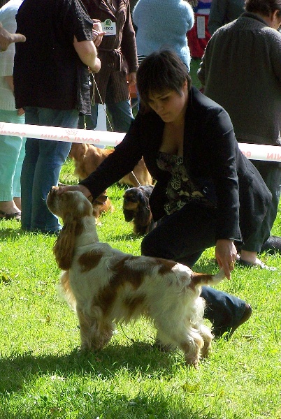 Clicaper's Gentleman - 1er Exc