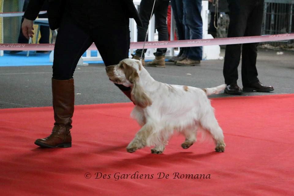 TR. CH. Clicaper's Gimme gimme - 3ème Exc (classe Travail)