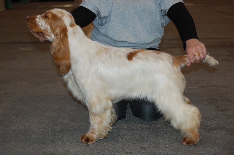 TR. CH. Clicaper's Gimme gimme - Très Prometteur classe puppy