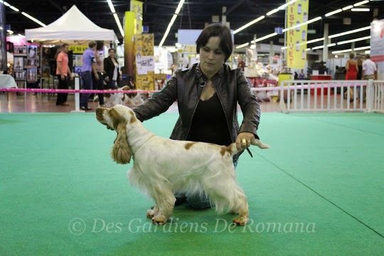 TR. CH. Clicaper's Gimme gimme - 1er Exc - RCACS (classe travail)