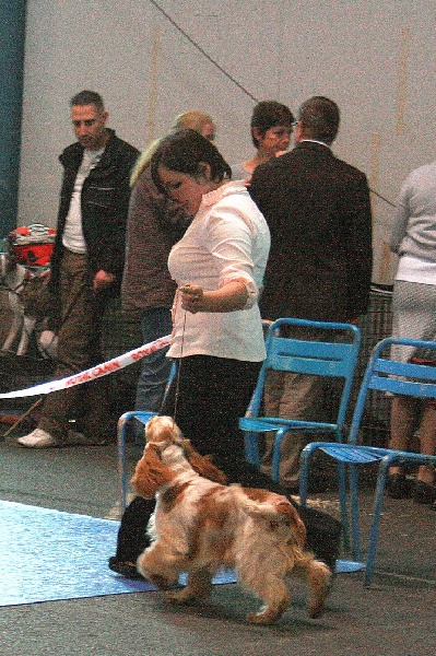 Clicaper's Gentleman - Très Prometteur / Meilleur Puppy Pluricolore Classe Puppy