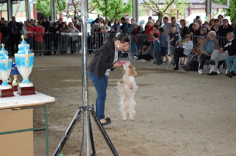TR. Amour fou des sous-bois Becassiers - 1er Exc / BOB Vétéran