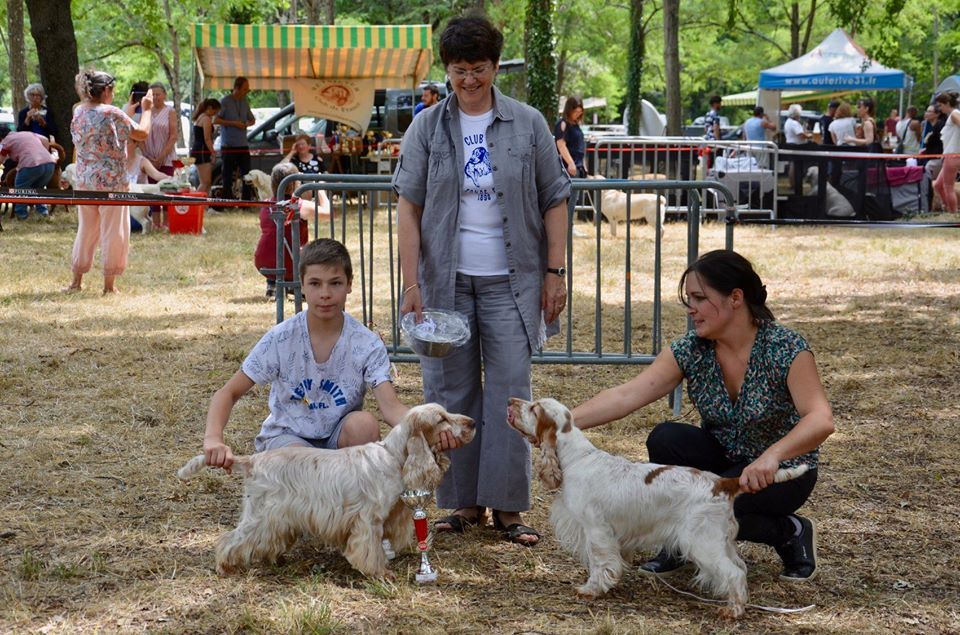 TR. CH. Clicaper's Gimme gimme - 1er Excellent (classe vétéran)