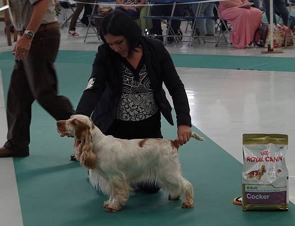 TR. CH. Clicaper's Gimme gimme - 1st Exc (special working)