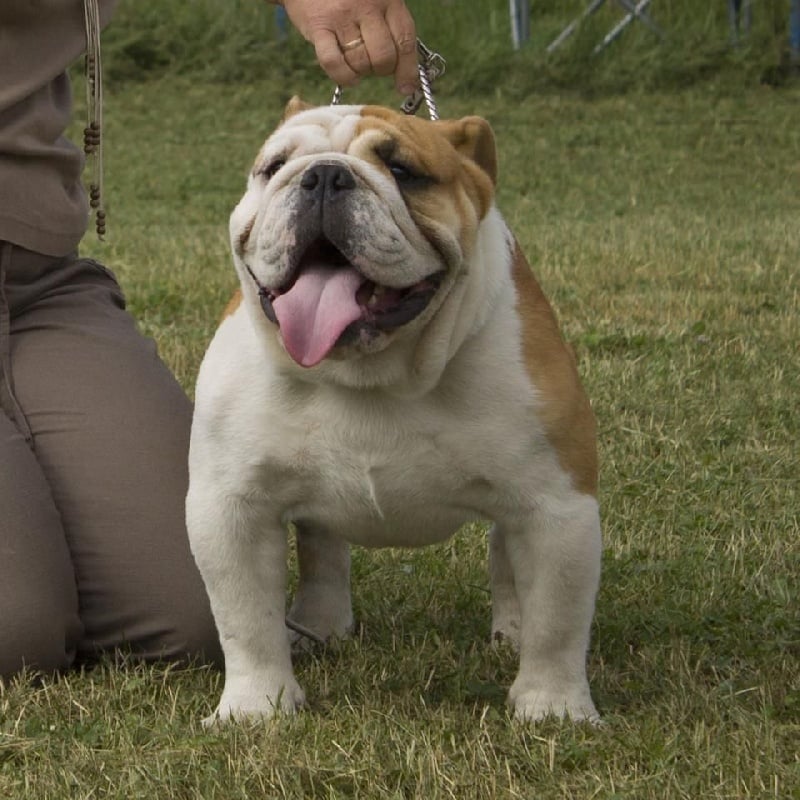 CH. elwirabulls Singing cricket - 1er EXCELLENT - CACS