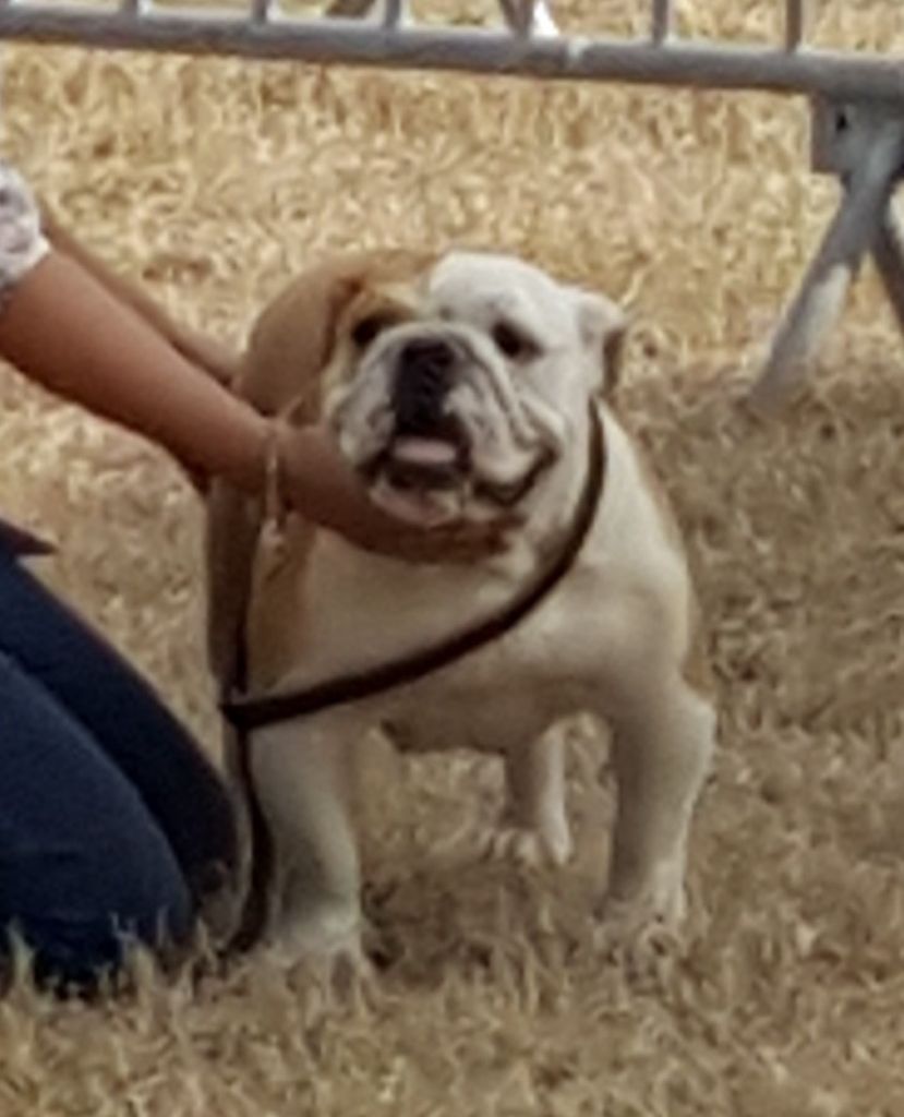 Dream's Touch Memphis blues - 1er TP - MEILLEUR PUPPY