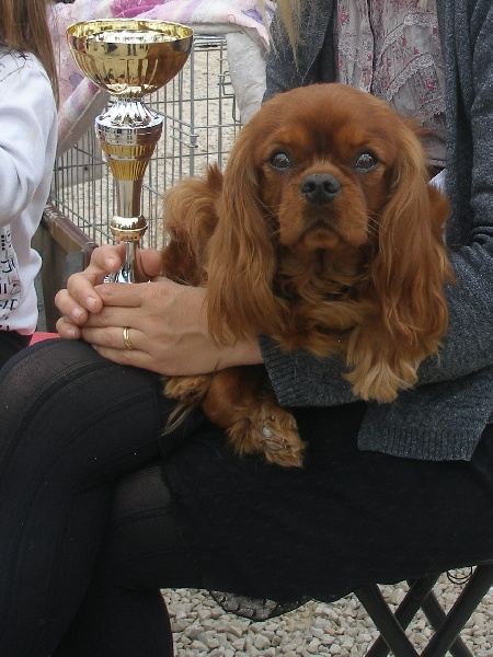 Farha-diba De Moulheiroy - 2eme excellent RCACS classe ouverte