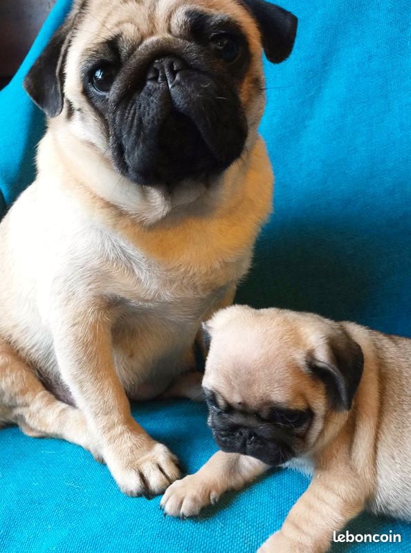 Carlin - bellerophon