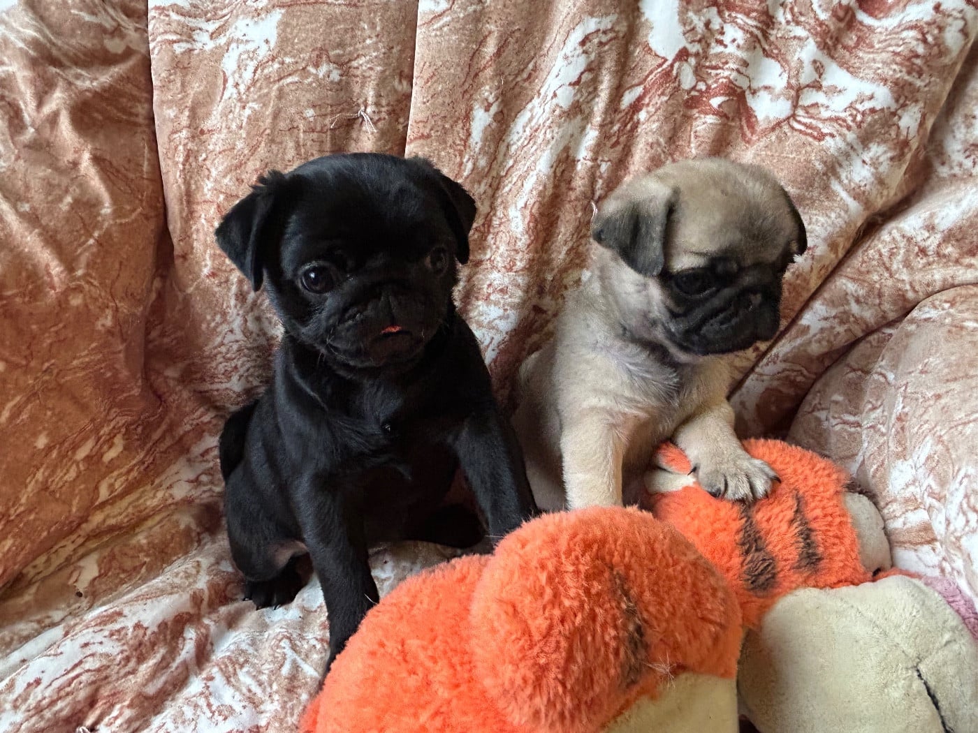 Carlin - bellerophon