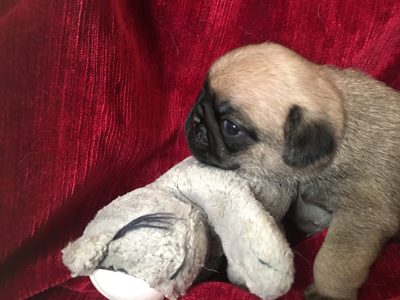 ARTEMISIA BELLEROPHON - Carlin