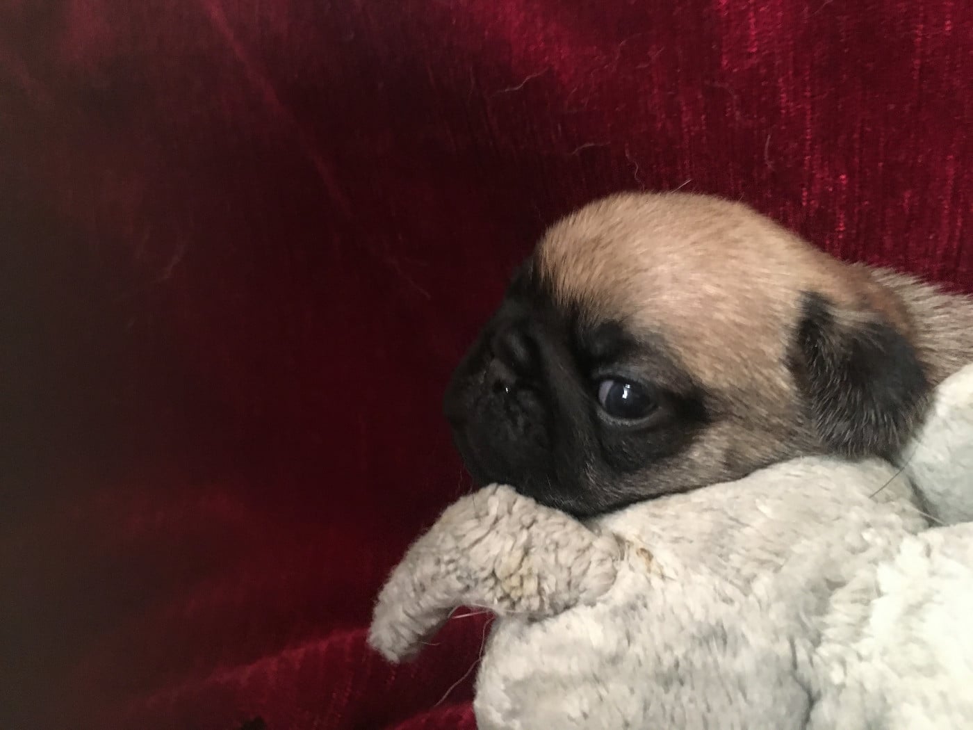 ALBA BELLEROPHON - Carlin