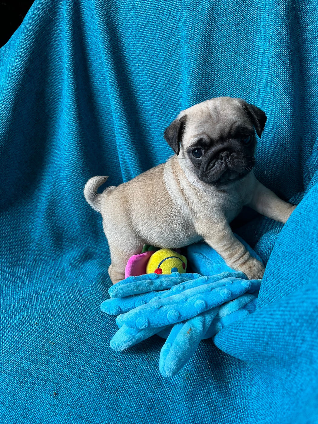 Chiot Carlin