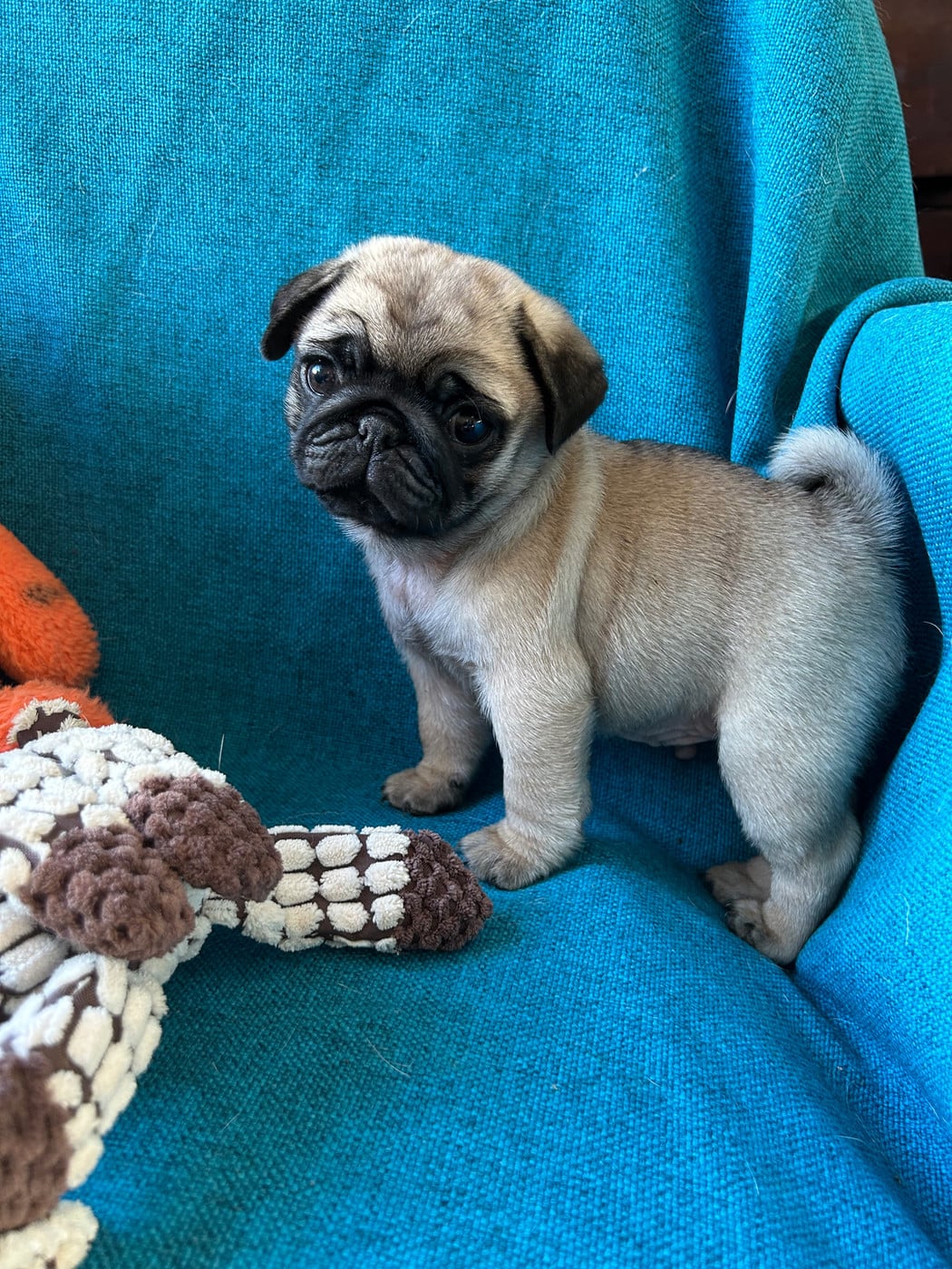 Chiot N°1 - Carlin