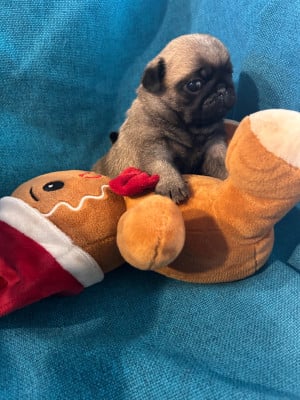 Les chiots de Carlin