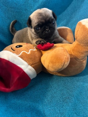 Les chiots de Carlin