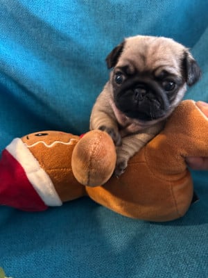 Les chiots de Carlin