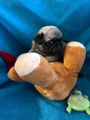 Les chiots de Carlin