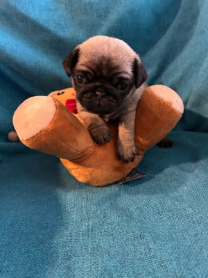 Les chiots de Carlin