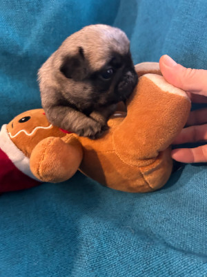 Les chiots de Carlin