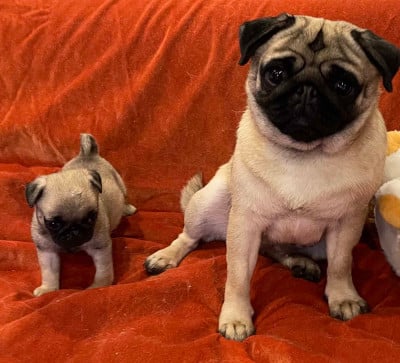 Les chiots de Carlin