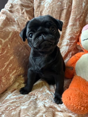 Les chiots de Carlin