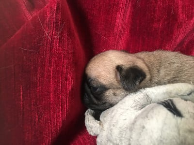 ARNOLD BELLEROPHON - Carlin