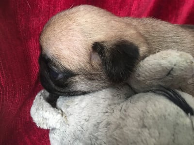 ALMA BELLEROPHON - Carlin