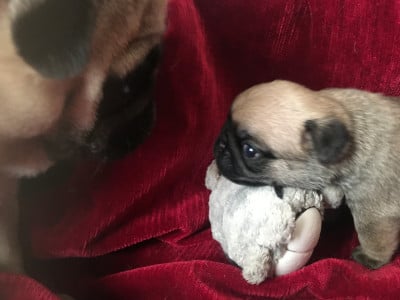 AMIRAL BELLEROPHON - Carlin