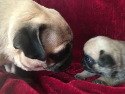 ANASTASIA BELLEROPHON - Carlin