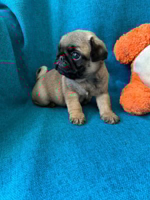 Les chiots de Carlin