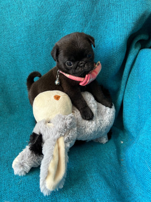 Les chiots de Carlin