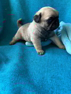 Les chiots de Carlin