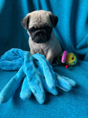 Les chiots de Carlin