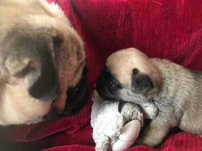 Les chiots de Carlin