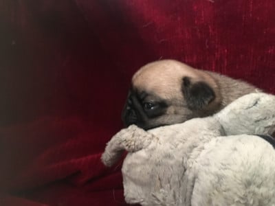 Les chiots de Carlin